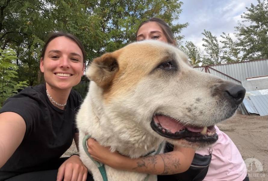 Amun, dankbarer, stattlicher Hundemann