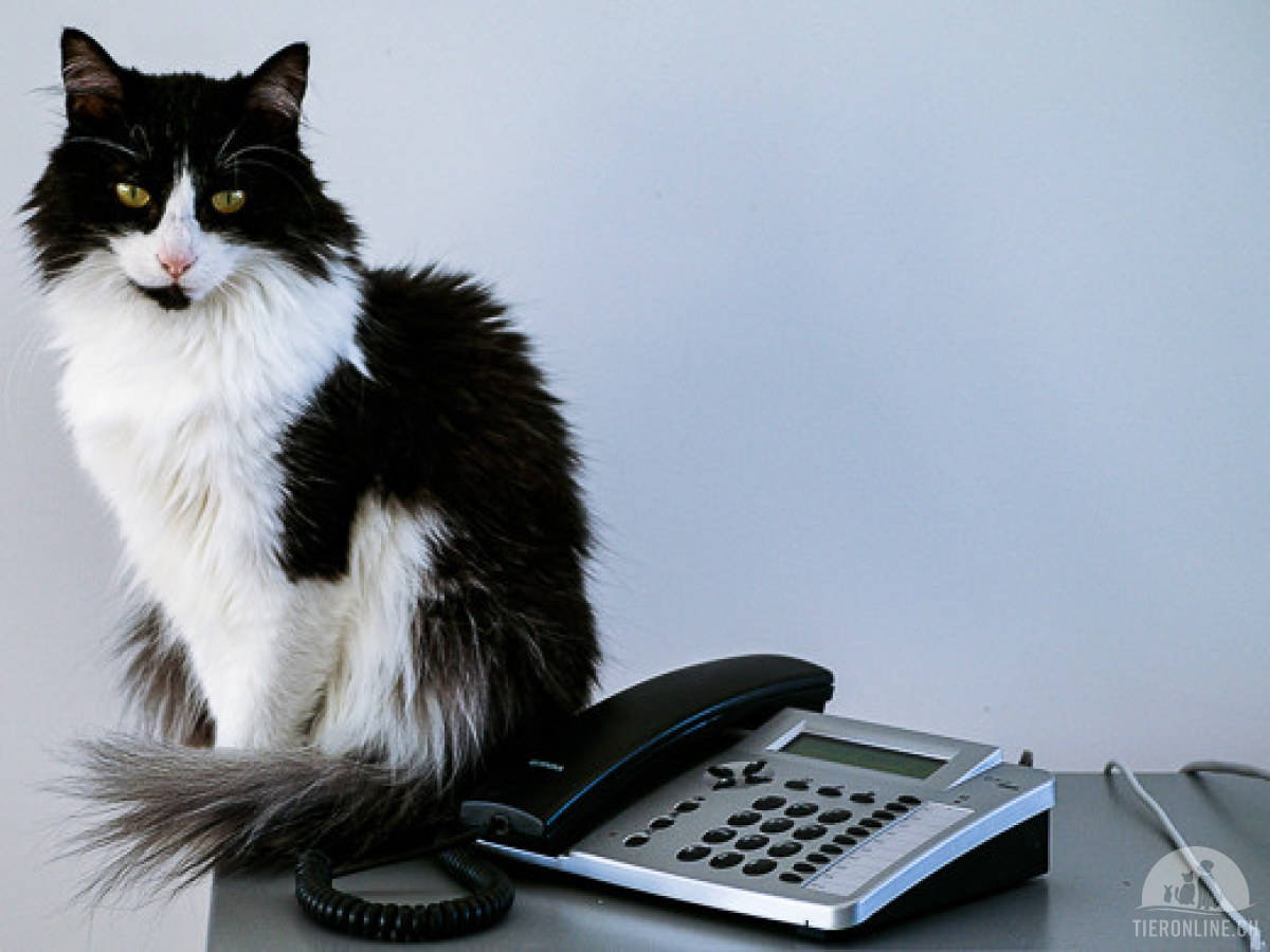 Katzensitter