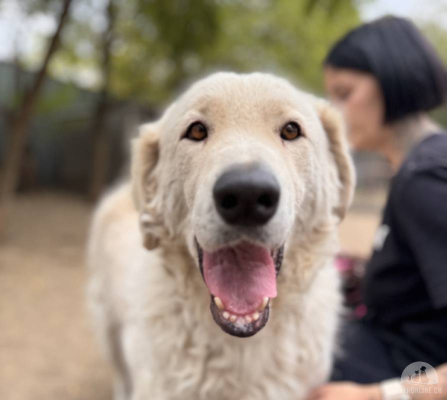 Mesi-6,  liebe, eher ruhige Hundedame