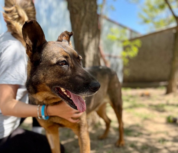 Anelma, *Schäfer-Mix – Hund zur Adoption im Kanton Zürich