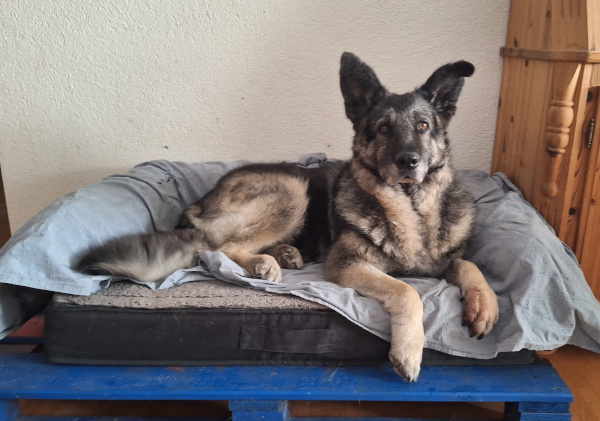 Pumukli-6, *Schäfer-Mix – Hund zur Adoption im Kanton Zürich