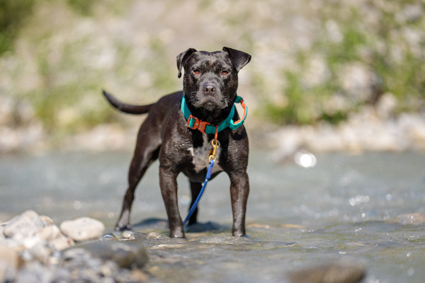 Ruga, *Staff-Mix – Hund zur Adoption im Kanton Bern