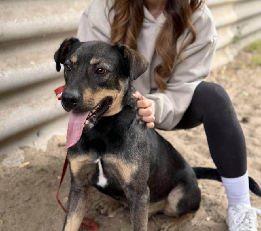 Lemmi, agiler Hundemann