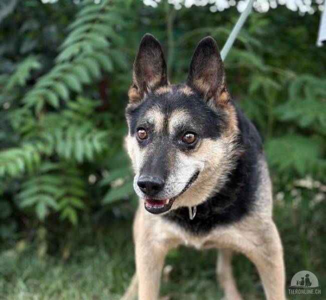 Roni-2, intelligenter und freundlicher Hundemann