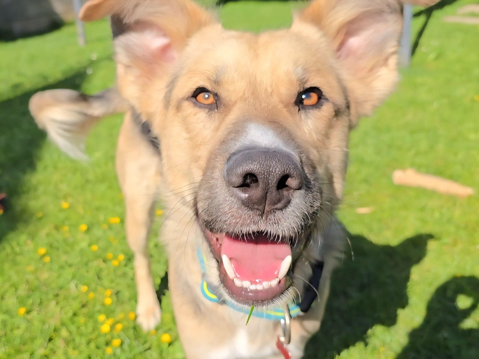 Lobo, Mischling – Hund zur Adoption in St. Gallen (SG)
