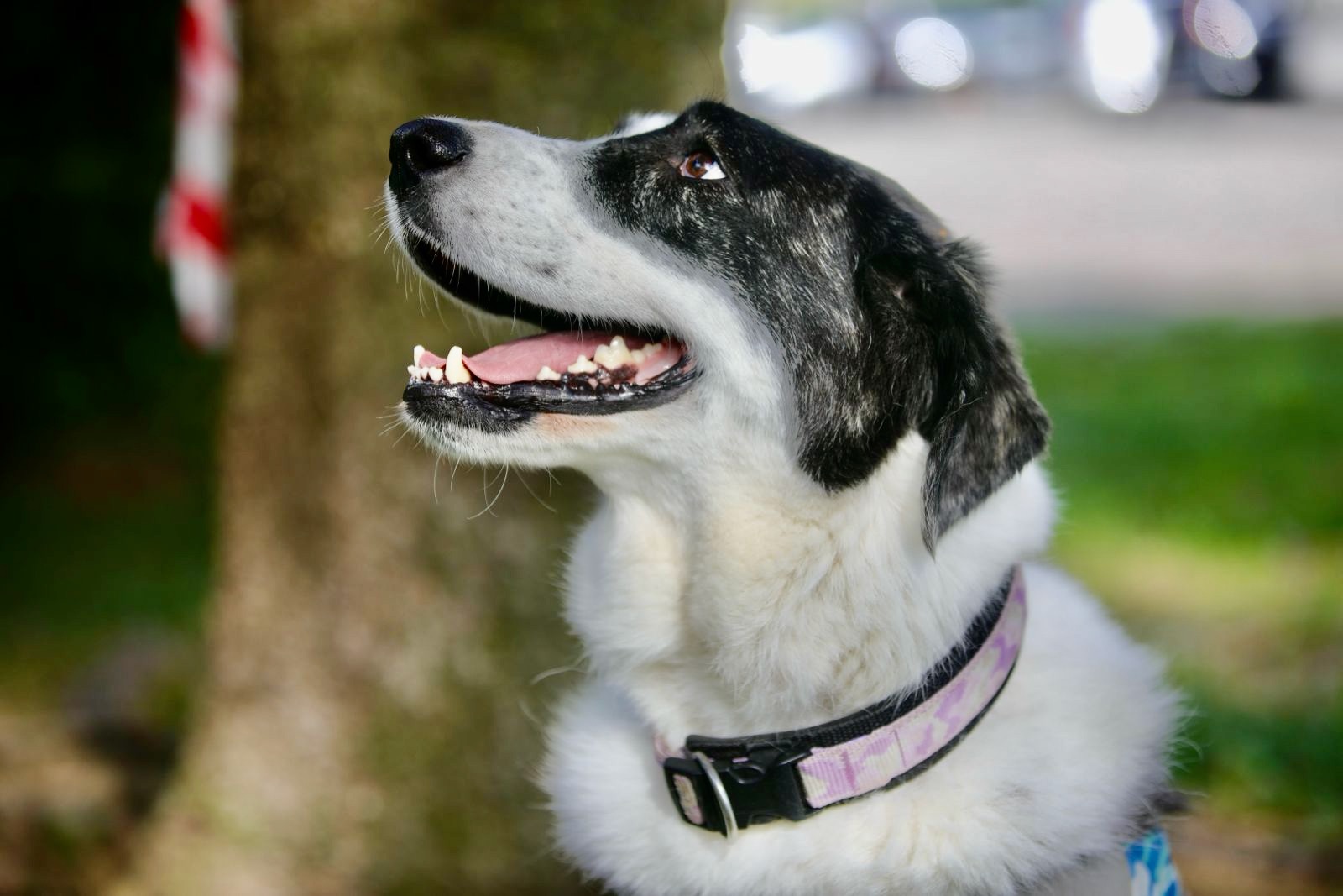 Giselle, Mischling – Hund zur Adoption im Kanton Zürich