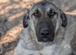 Maggie sucht ländliches Zuhause