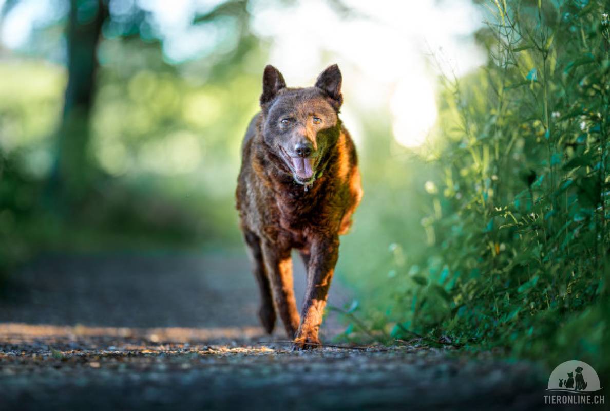 Hunde Schweiz