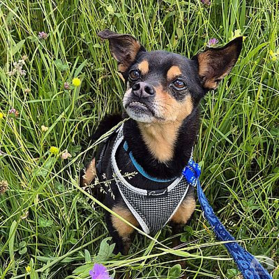 NERO - rüstiger Hundesenior sucht Endplatz
