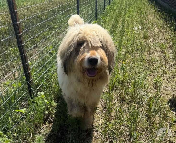Allegra die Fröhliche sucht ihr Zuhause
