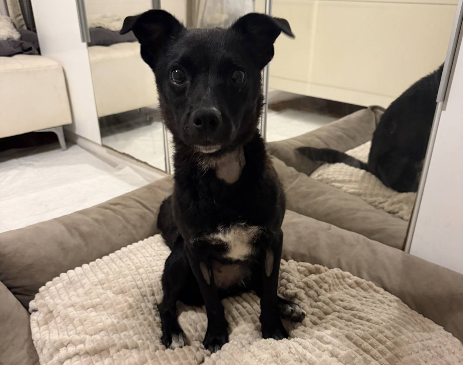 Emerka, Mix – Hund zur Adoption im Kanton Zürich