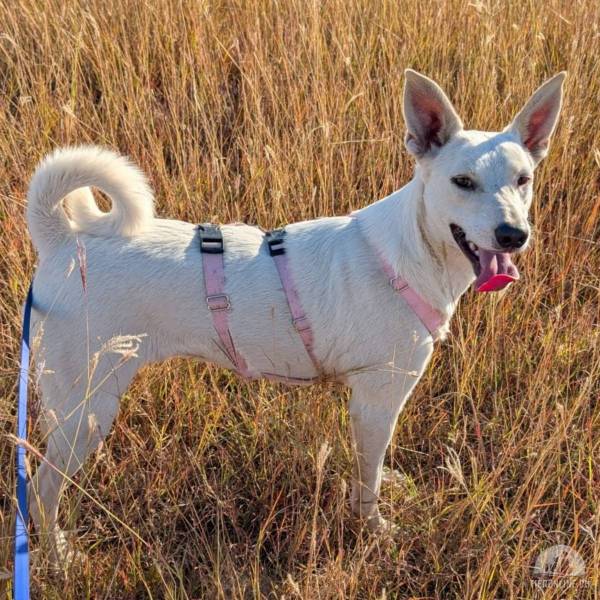 Hübscher Yuki sucht seine Familie