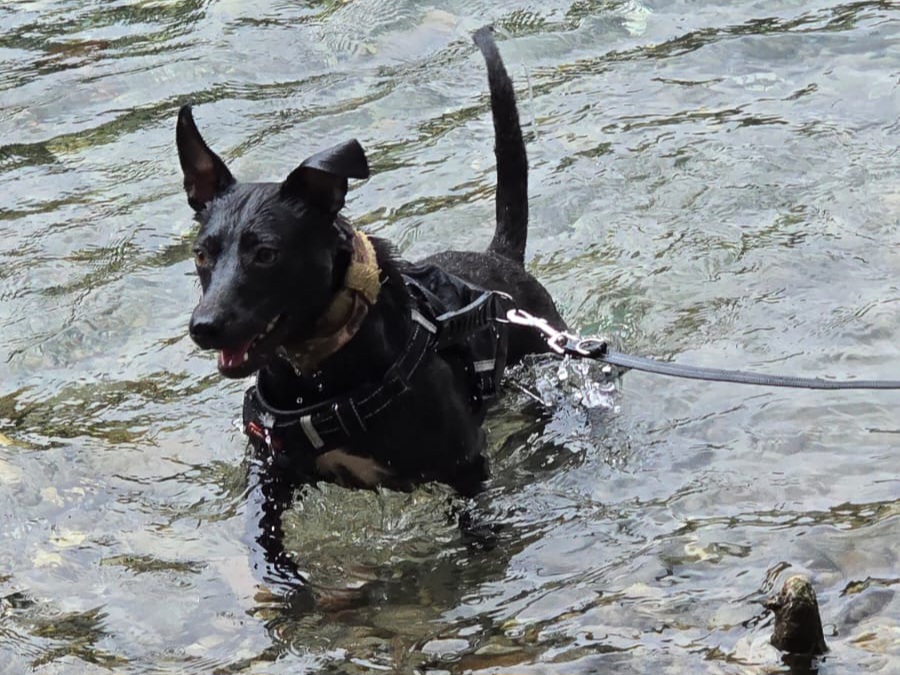 Darinka, Mix – Hund zur Adoption im Kanton Bern