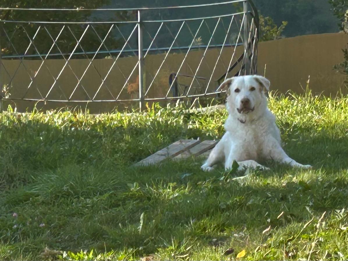 Kuschelbär Sebi, Mischling – Hund zur Adoption in Pfaffnau (LU)