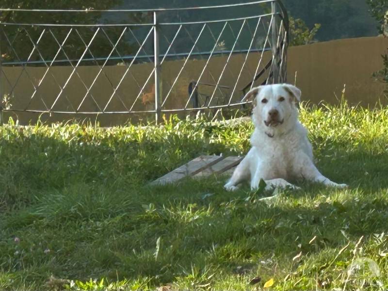 Kuschelbär Sebi sucht Frauchen