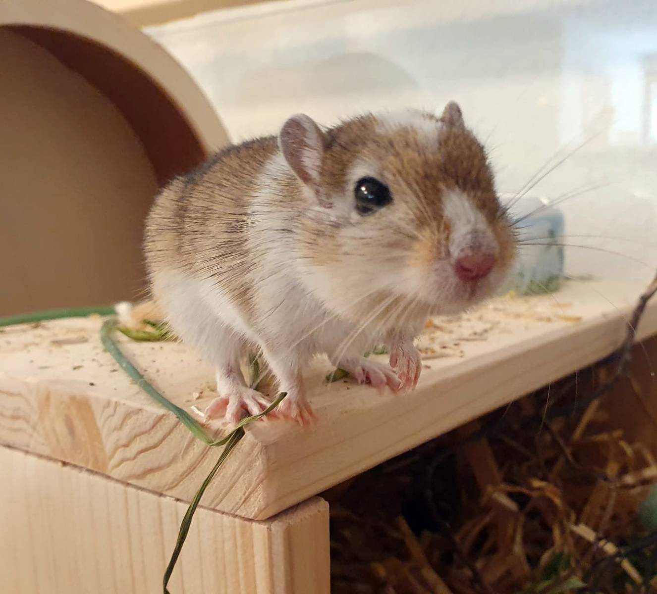 3 Rennmäuse, Mischling – Kleintier zur Adoption in Nesslau (SG)