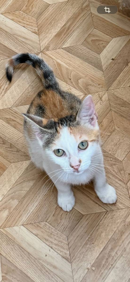 Junge Katzendame, Mischling – Katze zur Adoption im Kanton Jura