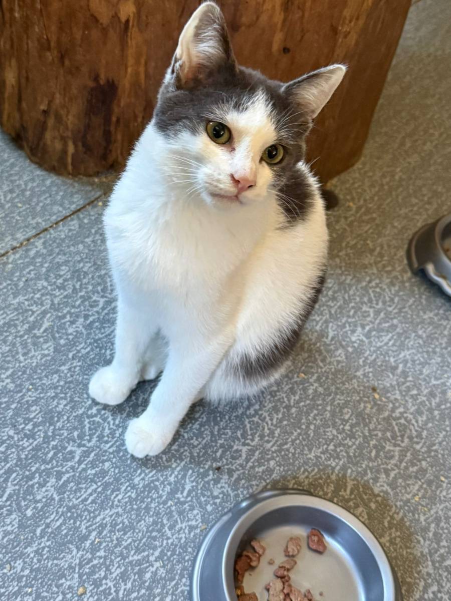 Grauweisses Katerli, Mischling – Katze zur Adoption im Kanton Jura