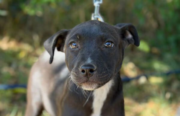 Valea-2, Staffmix – Hund zur Adoption im Kanton Zürich
