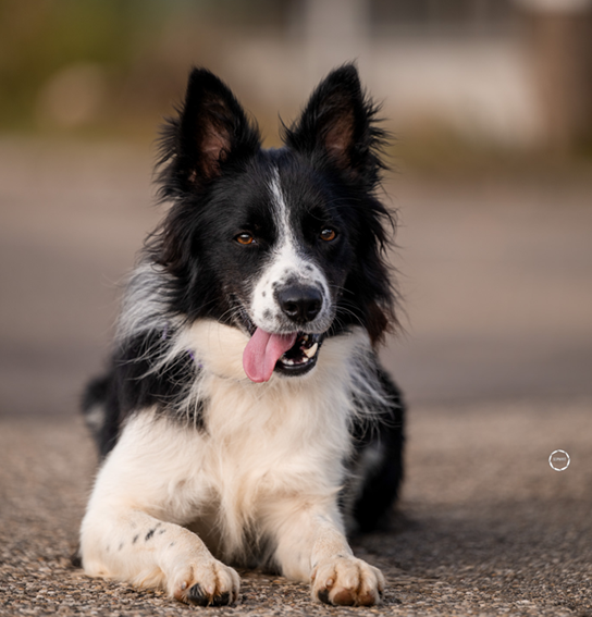 Ron, Border Collie – Hund zur Adoption in Rothrist (AG)