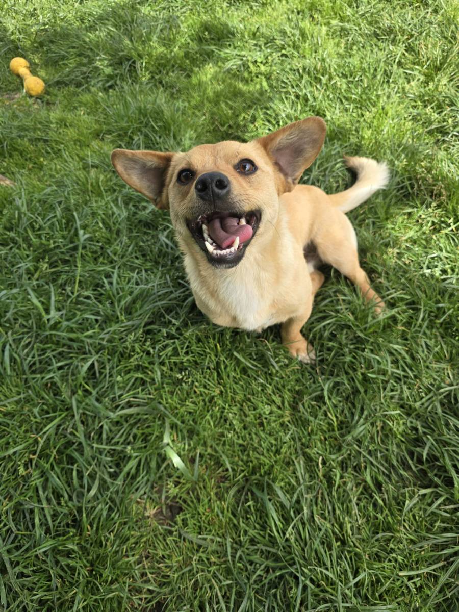 Simson, Mischling – Hund zur Adoption im Kanton Zürich