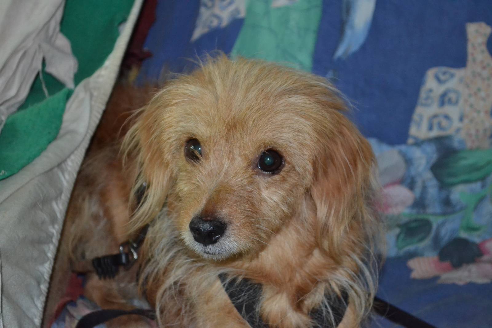 Zoe, Mischling – Hund zur Adoption in Würenlos (AG)