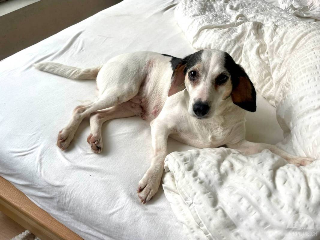 Auf Pflegestelle in der Schweiz, Mischling – Hund zur Adoption in Zürich (ZH)