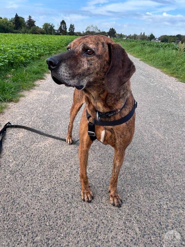 Lebensfroher Shaggy (ca. 7 Jahre) sucht seinen Jackpot!