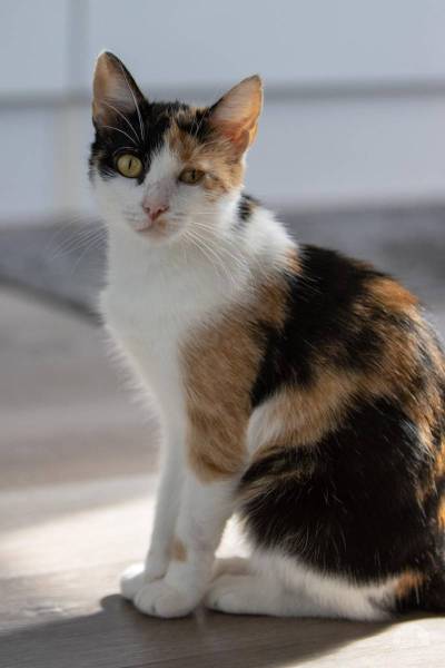 Katzen Deutschland