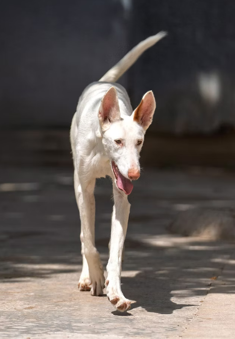 Águila, Podenco Ibicenco – Hund zur Adoption in Sihlbrugg (ZG)