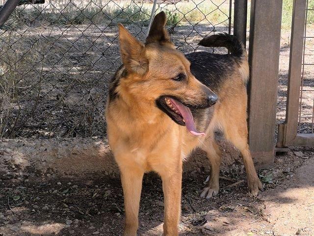 Tris, Deutscher Schäferhund-Mischling – Hund zur Adoption in Effretikon (ZH)