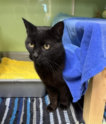 Blacky, EKH – Katze zur Adoption in Rümlang (ZH)