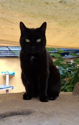 Cyla, Hauskatze – Katze zur Adoption in Rümlang (ZH)