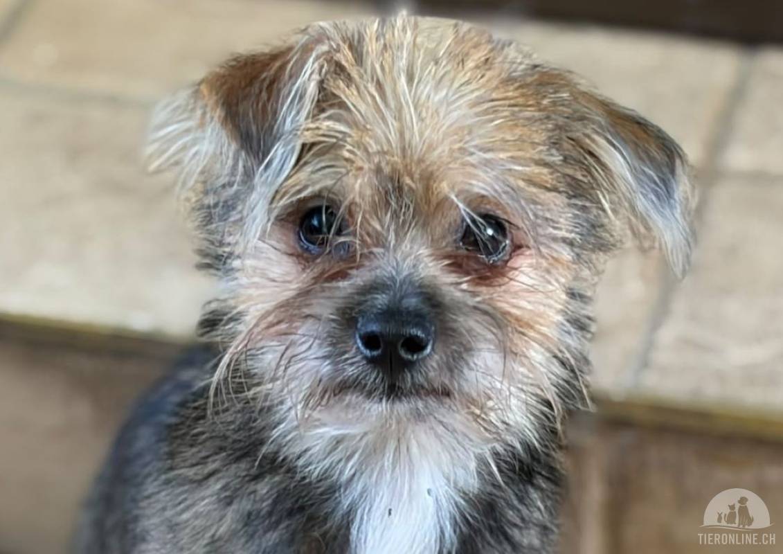 YORKI – Winziger Sonnenschein mit riesiger Lebensfreude sucht seine Familie