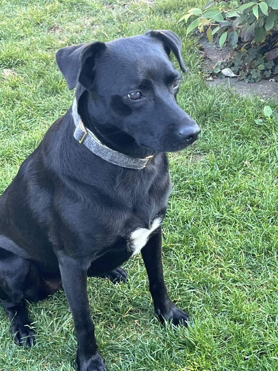 Toca neu Ava, Mix – Hund zur Adoption im Kanton Zürich