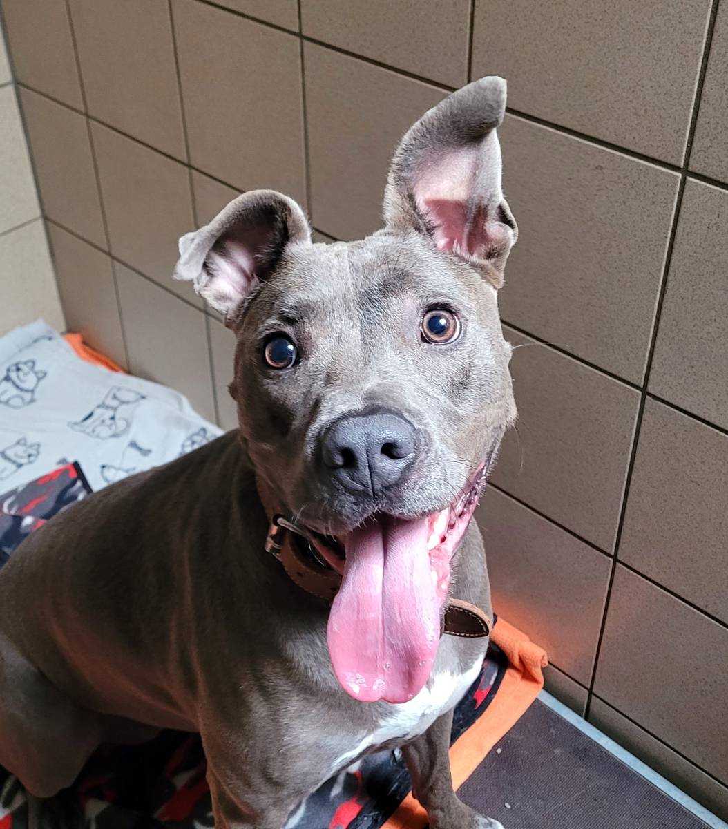 Mia, American Staffordshire Terrier – Hund zur Adoption in Nesslau (SG)
