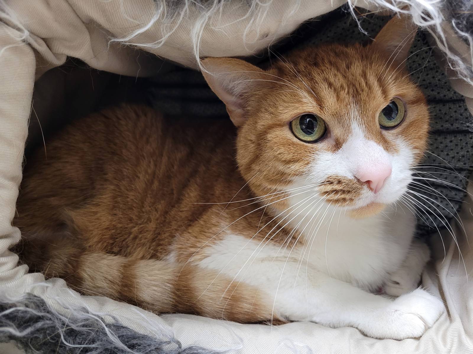 Whisky, Mischling – Katze zur Adoption in Nesslau (SG)