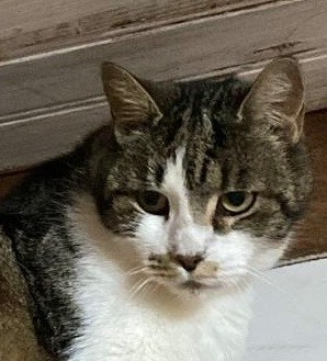 die drei, EHK – Katze zur Adoption in Buchs SG (SG)