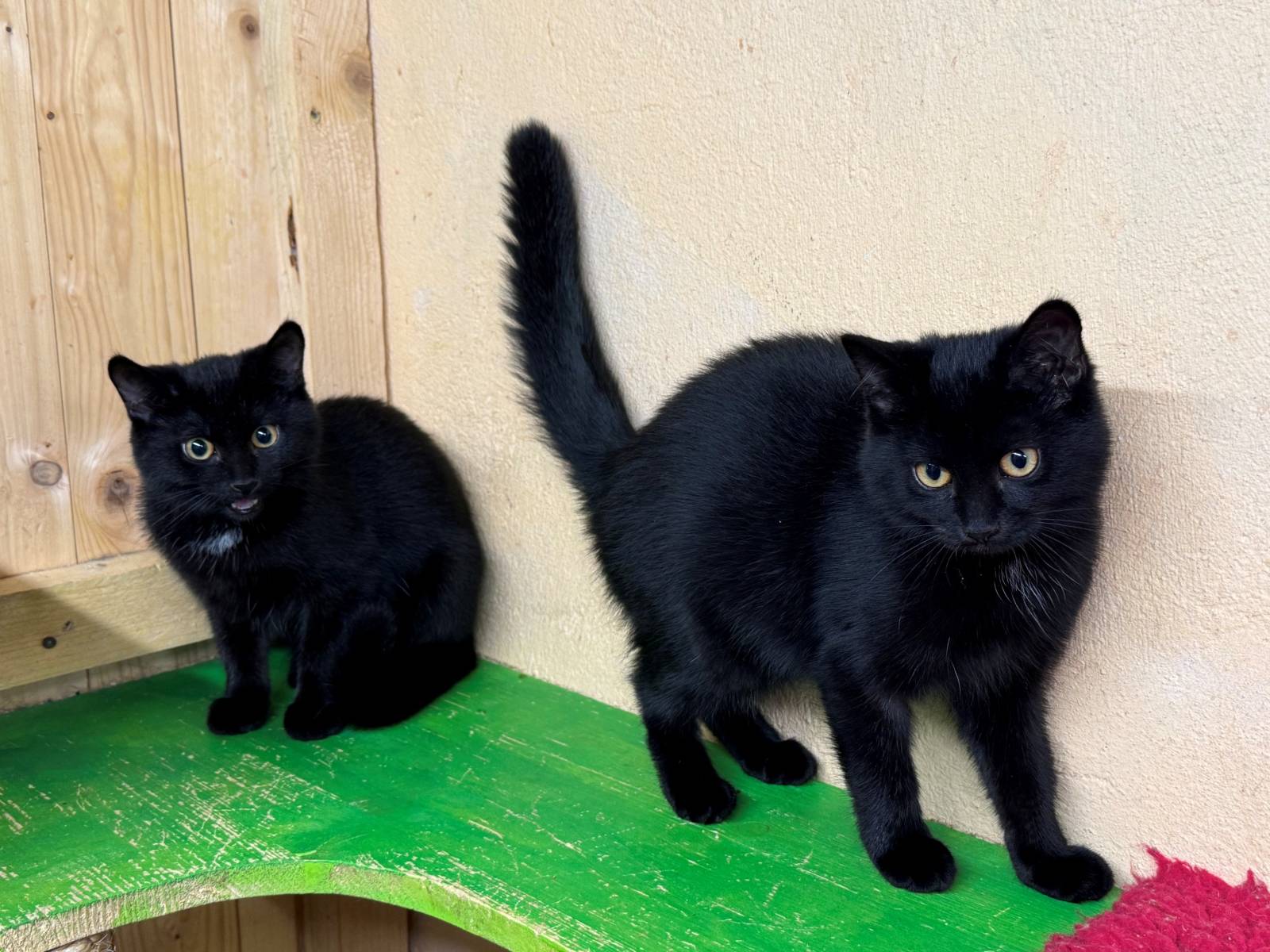 Alexa und Indira, EHK – Katze zur Adoption in Buchs SG (SG)