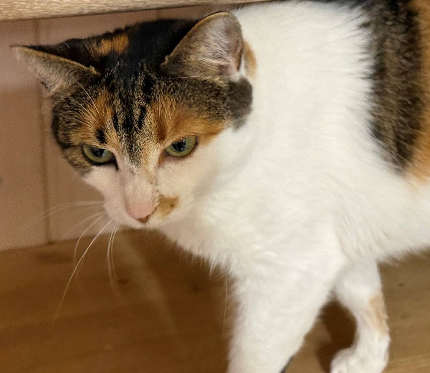 Neela, EHK – Katze zur Adoption in Buchs SG (SG)
