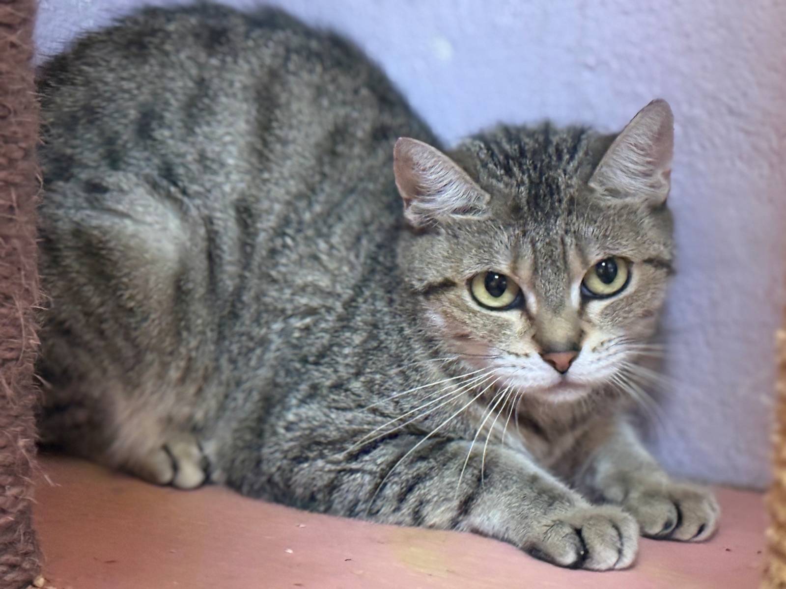 Missy, EHK – Katze zur Adoption in Buchs SG (SG)