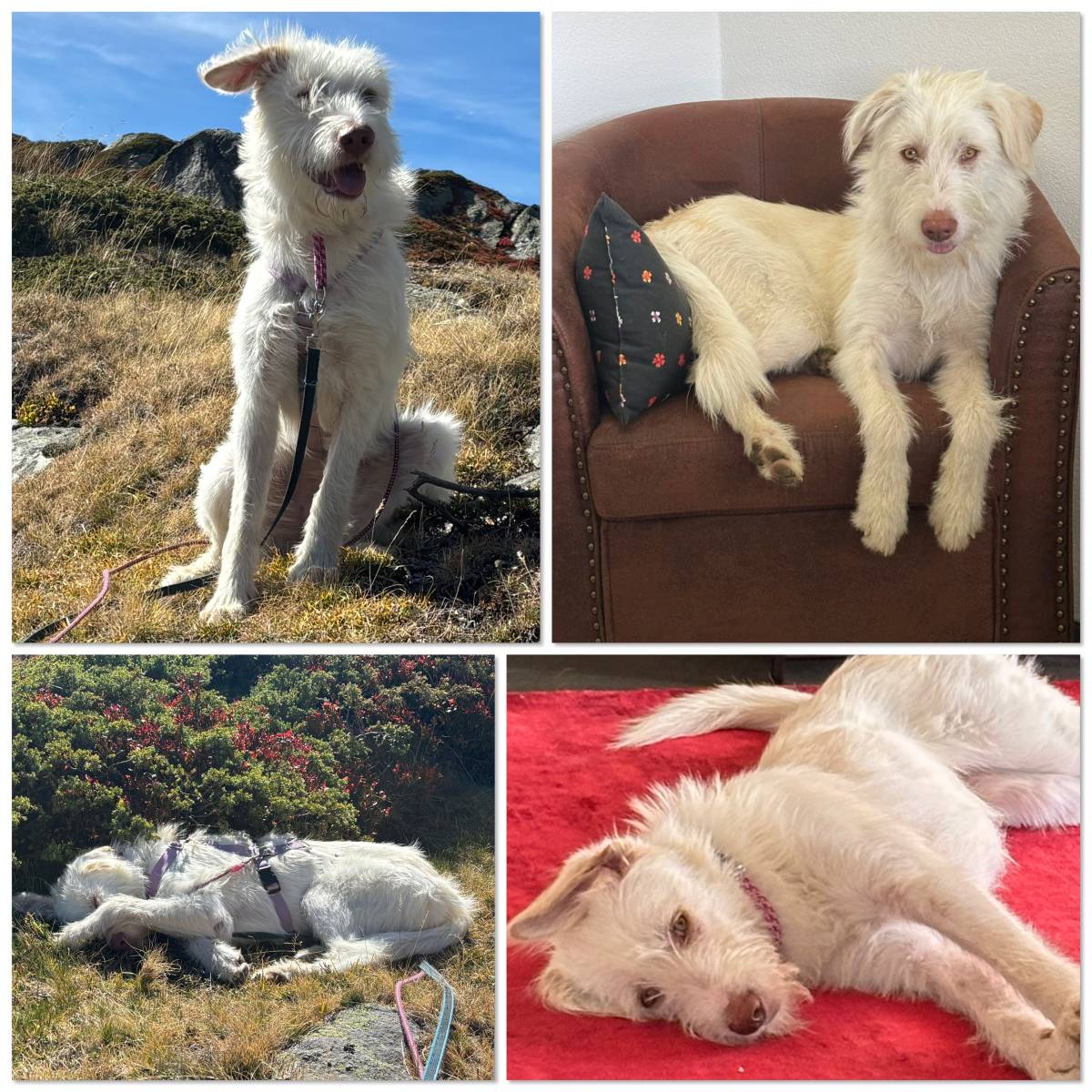Wundervolle Noel, Mischling – Hund zur Adoption in Schnottwil (SO)