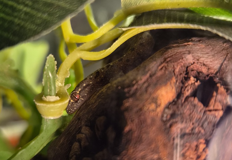 Asiatischer Hausgecko "Rosie", Asiatischer Hausgecko – Reptil zur Adoption in Volketswil (ZH)