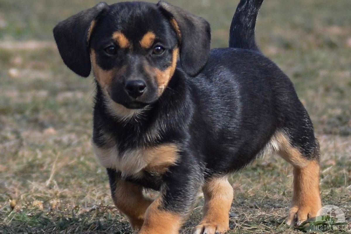 Mila – neugierige und aufgestellte kleine Hündin (Reserviert)