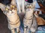 Gizmo und Gremlin Lizenz zum Kuscheln