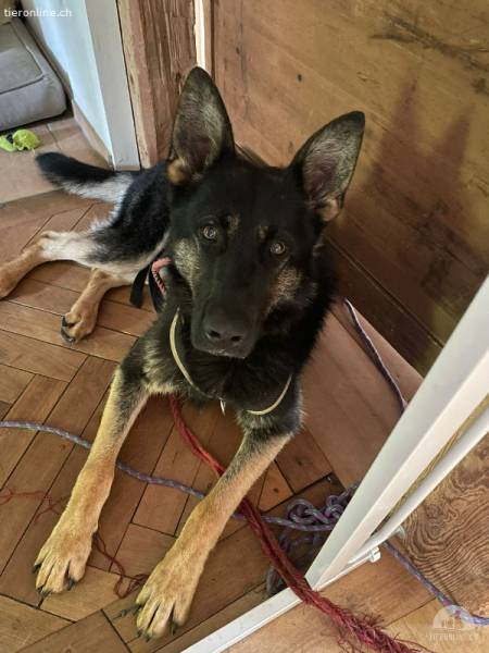 Thor sucht Aktivität und Abenteuer