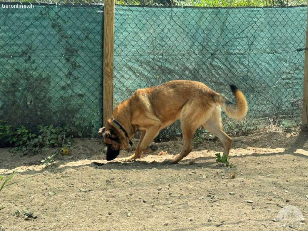 Atila – bildschöner, imposanter Schäferhund-Rüde