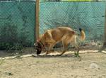 Atila – bildschöner, imposanter Schäferhund-Rüde