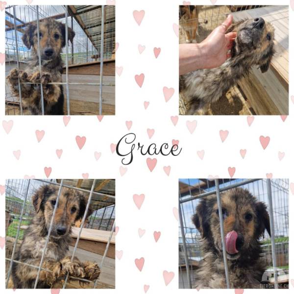 Grace - aktive Strubbeline