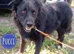 Pucci ein schwarzer Schatz